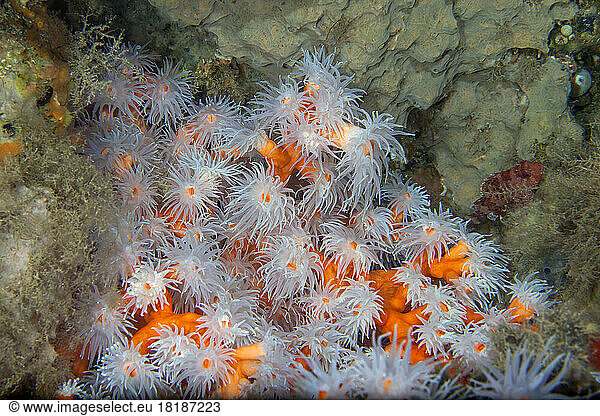 Undersea view of orange tree coral (Dendrophyllia ramea)