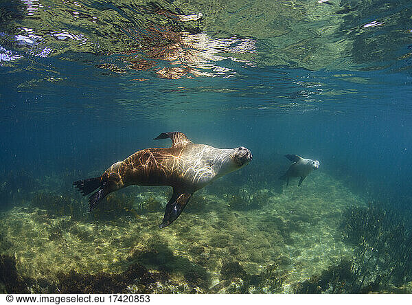 Undersea view of seals swimming near surface
