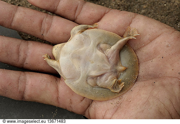Underside Of A Cantors Giant Softshell Turtle Pelochelys Cantorii 