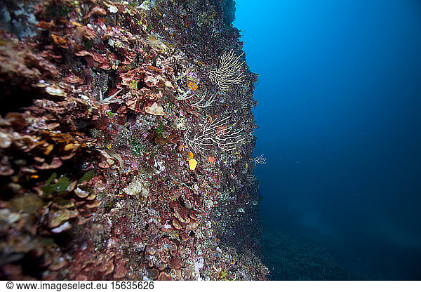 Underwater reef with small gorgonians in sea  Sagone  Corsica  France