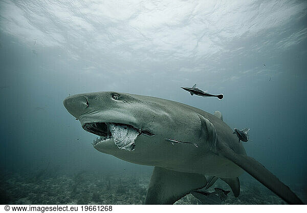 underwater shot of a lemon shark with bait in its mouth