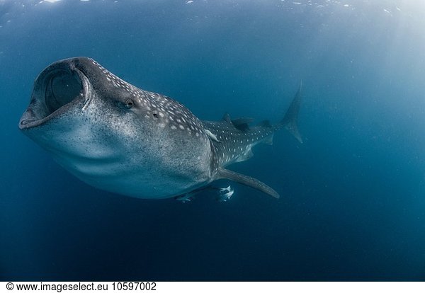 Underwater side view of whale shark feeding  mouth open  Isla Mujeres  Mexico
