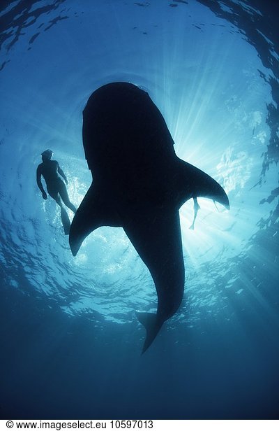Underwater view from below a careless whale shark of scuba diver swimming alongside  backlit  Isla Mujeres  Mexico