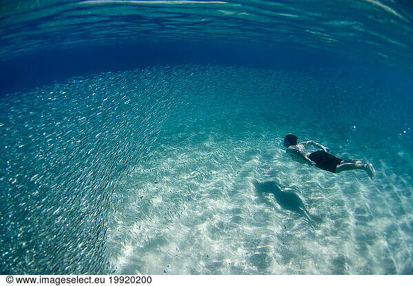 Staghorn coral (Acrophore Cervi ornis), Key Largo, Florida, USA