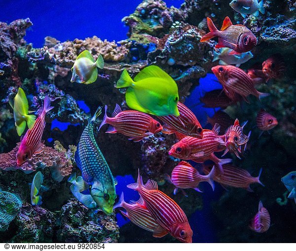Underwater view of colorful tropical fish  Maui  Hawaii