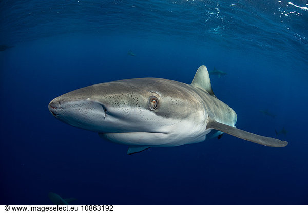 Underwater view of galapagos shark (carcharhinus galapagensis) looking at camera  Socorro  Revillagigedo  Colima  Mexico