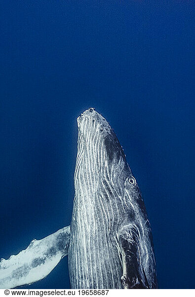 Underwater view of humpback whale swimming in Pacific Ocean  Kingdom of Tonga