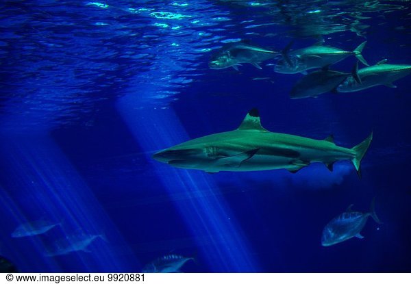 Underwater view of shark  Maui  Hawaii