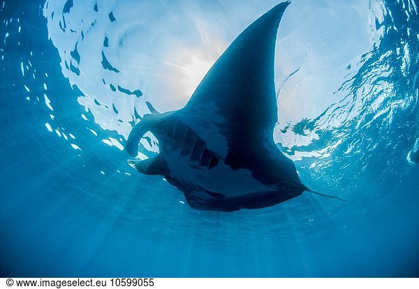 Underwater view of silhouetted giant manta sunbathing  Isla Mujeres  Quintana Roo  Mexico