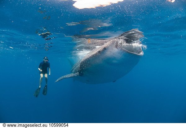 Underwater view of snorkeler watching whale shark feeding  Isla Mujeres  Quintana Roo  Mexico