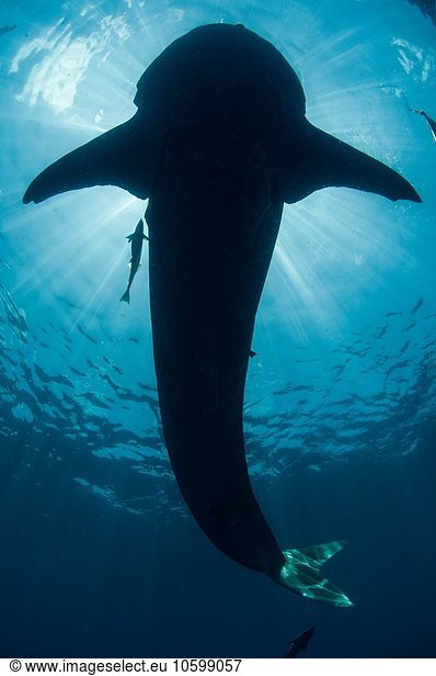 Underwater view of whale shark  Isla Mujeres  Quintana Roo  Mexico