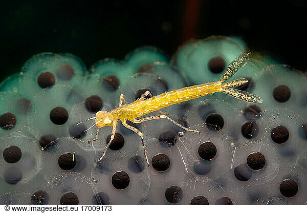 Underwater view of yellow insect crawling on tadpoles