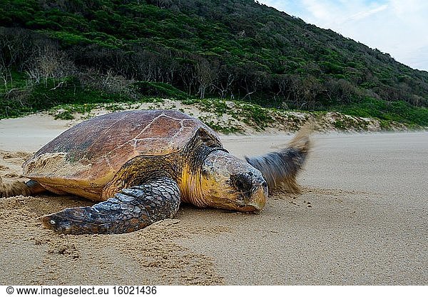 Unechte Karettschildkröte (Caretta caretta)  die nach dem Nisten (Eiablage) ins Meer zurückkehrt. iSimangaliso Wetland Park (Greater St Lucia Wetland Park). KwaZulu Natal. Südafrika.