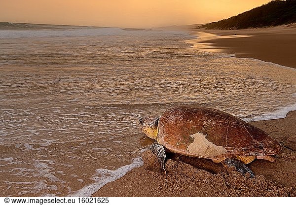 Unechte Karettschildkröte (Caretta caretta)  die nach dem Nisten (Eiablage) ins Meer zurückkehrt. iSimangaliso Wetland Park (Greater St Lucia Wetland Park). KwaZulu Natal. Südafrika.