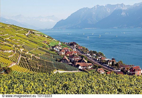 UNESCO World Heritage site - Lavaux vineyards on terraces  Cully on Geneva Lake shore  Lac Leman  Alps in background  Swiss Romandy  Romandie Suisse  canton Vaud  VD  Waadt  Switzerland  Europe