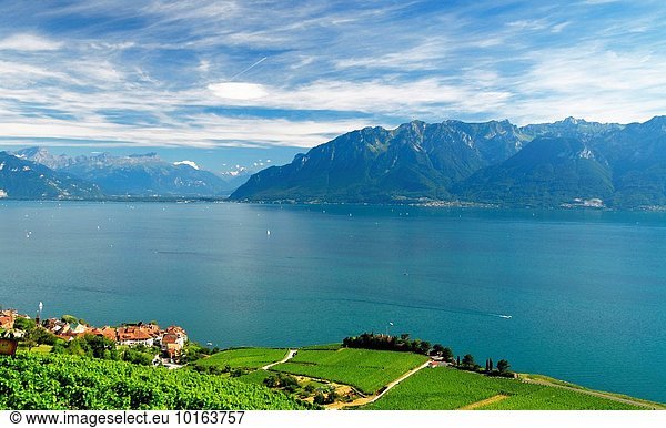 UNESCO World Heritage site - Lavaux vineyards on terraces  Vaud canton  Waadt canton  Geneva Lake  Lac Leman  Alps in background  Switzerland  Europe