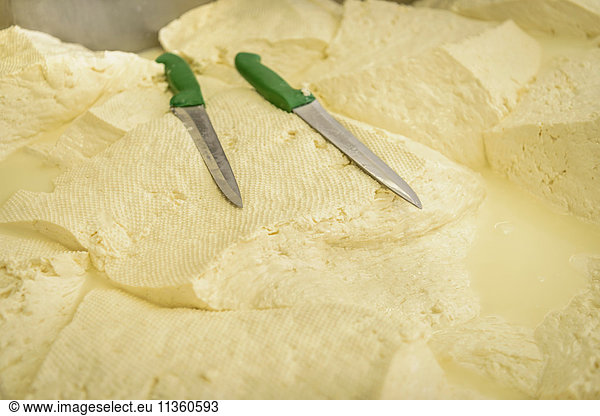 Unformed mozzarella cheese in cheese factory