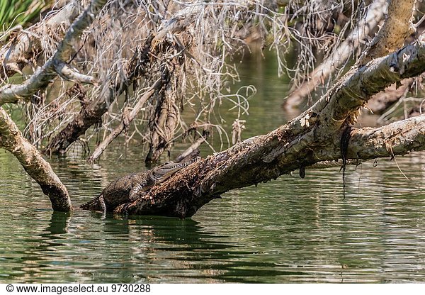 ungestüm Trinkwasser Wasser Erwachsener Australien Krokodil Western Australia