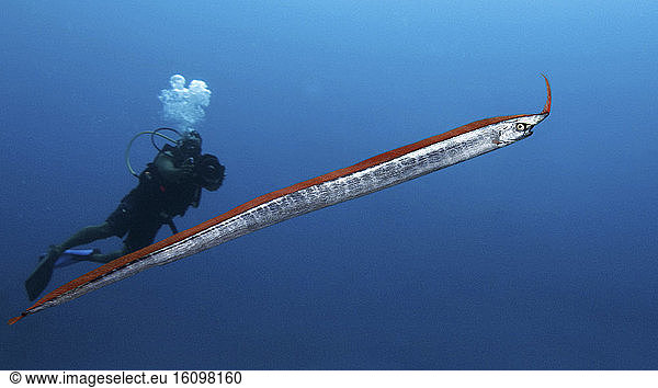 Unicorn crestfish (Eumecichthys fiski). Lateral view. Composite image ...