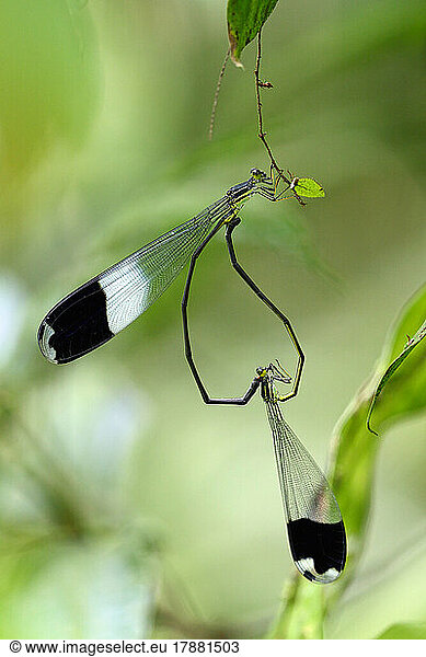 Unidentified Damselfly  mating on a twig  Costa Rica