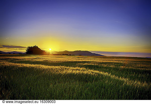United Kingdom  Scotland  Midlothian  Barley field  Hordeum vulgare  at sunset