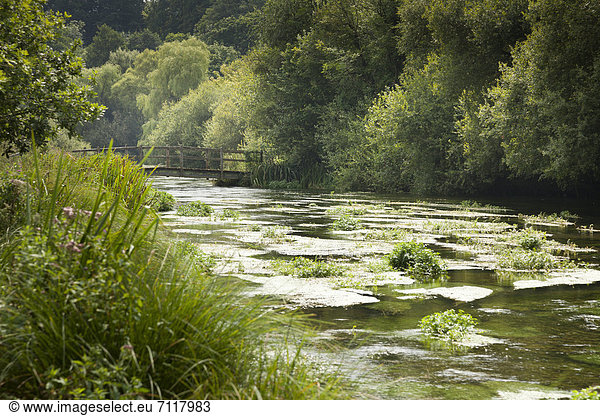 Unkraut im Fluss und Holzsteg über den mit Bäumen gesäumten Fluss Itchen  Ovington  Hampshire  England  Großbritannien  Europa