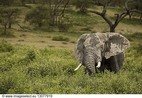 Unordentlicher Elefant inmitten von Pflanzen auf dem Feld