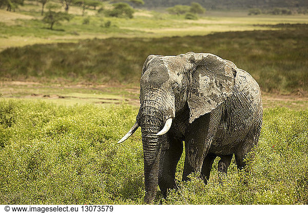 Unordentlicher Elefant steht inmitten von Pflanzen auf dem Feld