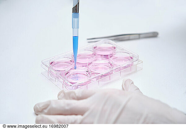 Unrecognizable scientist putting antibiotics into a cell culture in a laboratory. Laboratory research details.
