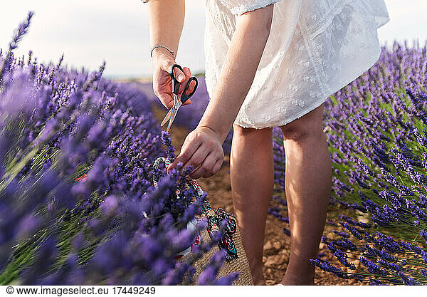 Unrecognizable woman cutting lavender flowers with scissors