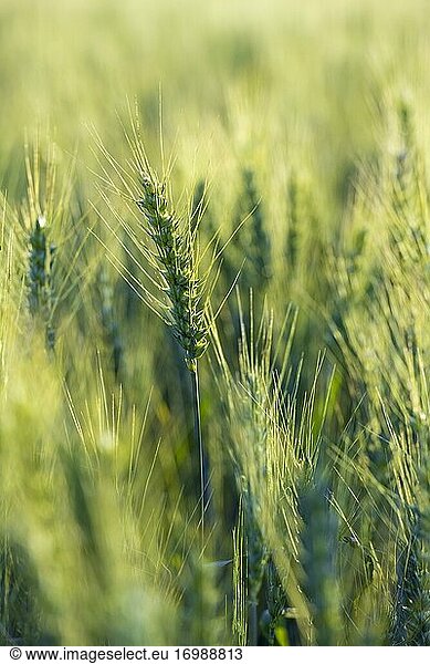 Unripe barley (Hordeum vulgare) in field  Germany  Europe