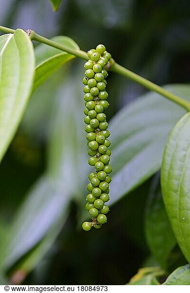 Unripe panicle of the Black pepper (Piper nigrum) pepper bush  Mahe Island  Seychelles  Africa
