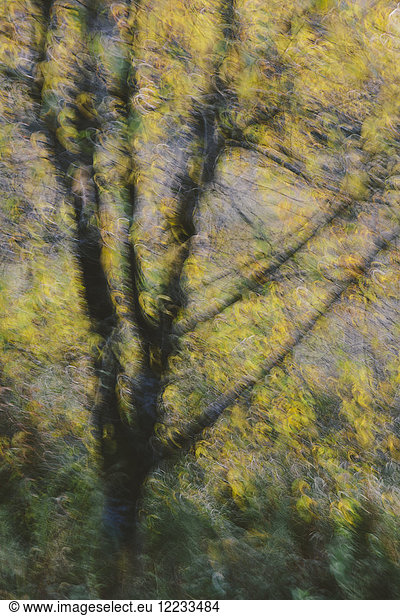 Unscharfe Bewegung  ein Baumkronendach mit gelben Blättern im Herbst.