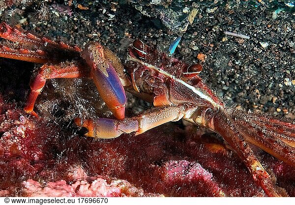 Unterwasser-Foto Nahaufnahme von Rote Felsenkrabbe (Grapsus adscensionis)  Ostatlantik Kanarische Inseln  Spanien  Europa