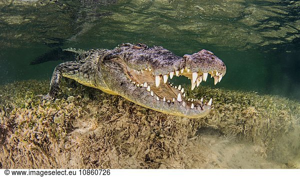 Unterwasseransicht Amerikanisches Krokodil auf dem Meeresboden  Maul offen