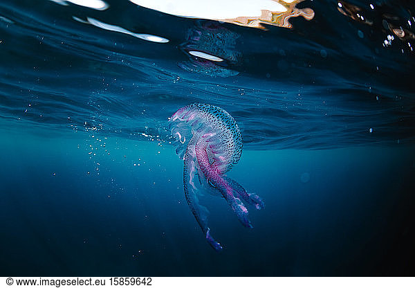 Unterwasseransicht einer Qualle aus dem Mittelmeer