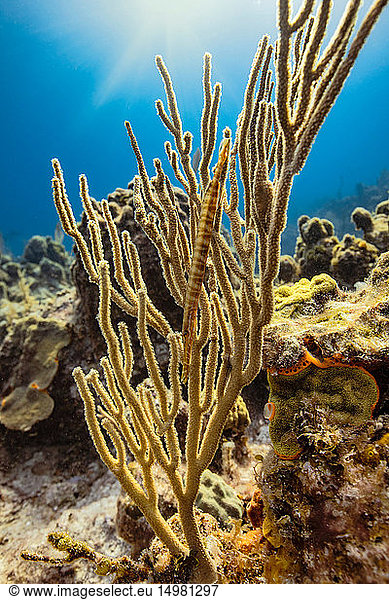 Unterwasseransicht eines in einer Weichkoralle getarnten Trompetenfisches  Eleuthera  Bahamas