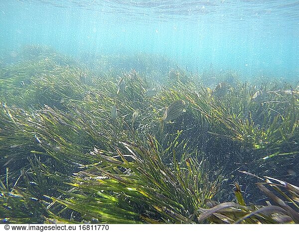 Unterwasserbild in Tabarca Insel Alicante Provinz Spanien. Sarpa salpa Schule von Fischen und posidonia oceanica Wiese.