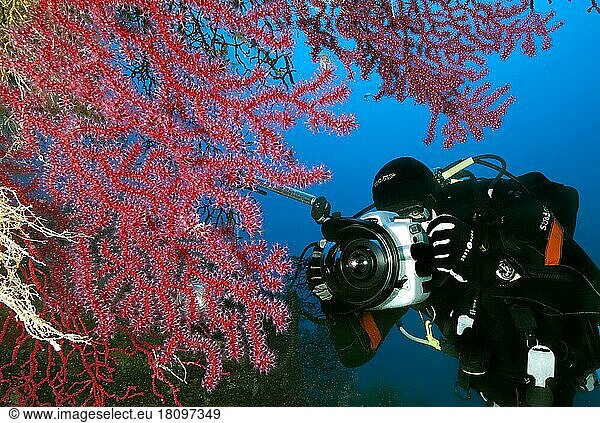 Unterwasserfotograf und Mittelmeer-Fächerkoralle (Paramuricea clavata)  Giglio  Toskana  Europa  Mittelmeer  Italien  Europa