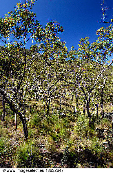 Upland sclerophyll woodland  northern Australia. At around 1000 metres altitude  the drier sclerophyll forest is characterised by rocky granite outcrops  various species of eucalypts  (gum trees)  forming a canopy cover of less than 70%  and an understorey of grasses and grass trees.