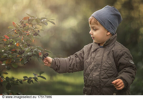 Upper body of boy picking up chokeberry in garden