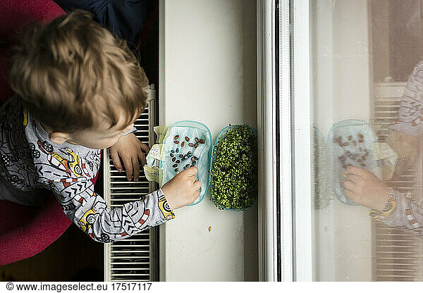Upper view of boy by window sowing seeds of watermelon on paper