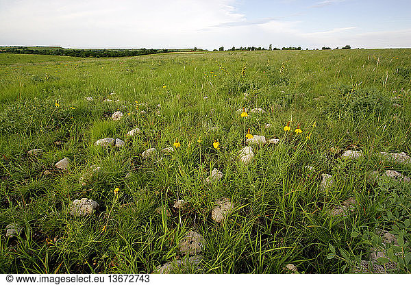 Upright Prairie Coneflower (Ratibida columnifera) in native prairie near Winfield  Kansas.