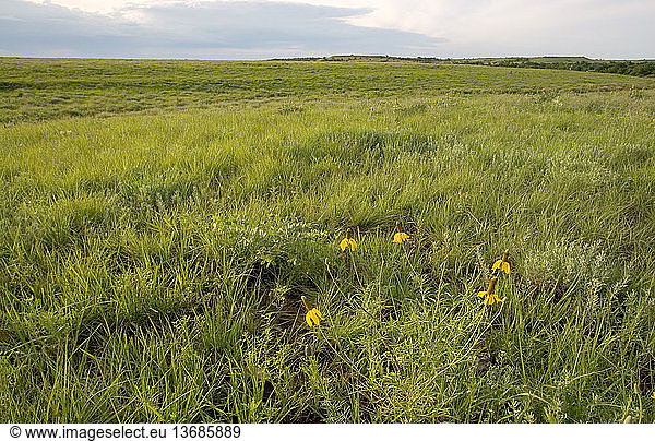 Upright Prairie Coneflower (Ratibida columnifera) in native prairie near Winfield  Kansas.