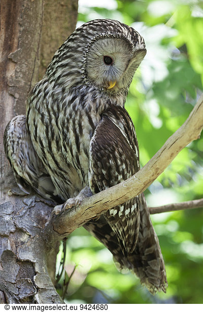Ural Owl (Strix uralensis)  Neuschoenau outdoor animal enclosure  Bavarian Forest  Bavaria  Germany  Europe
