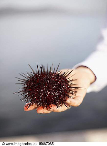 urchins  marine  aquatic  animal