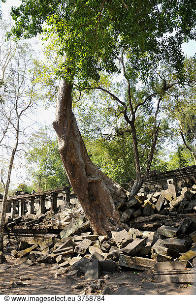 Urwald überwuchert Beng Mealea Tempel  Kambodscha  Asien