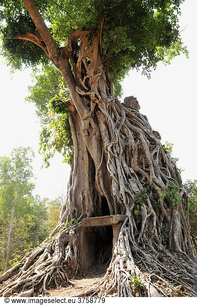 Urwald überwuchert Tempelruine Sambor Prei Kuk  Kompong Thom  Kambodscha  Asien