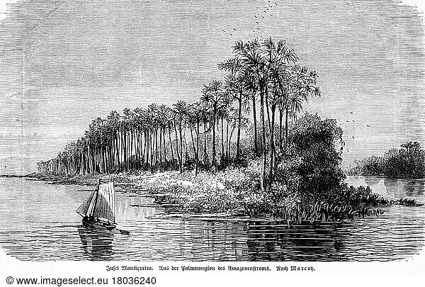 Urwald  Regenwald  Innere Tropen  Amazonas Becken  Insel Mantiqueira  Palmen  Flusssystem  Umwelt  Klima  Ökologie  Segelboot  Marcoy  historische Illustration 1885