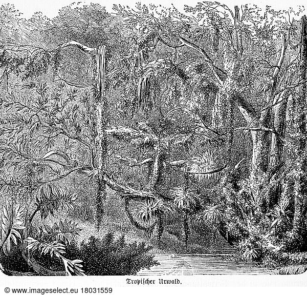 Urwald  Regenwald  Innere Tropen  Bromelien  Amazonas Becken  Flusssystem  Umwelt  Klima  Ökologie  historische Illustration 1885